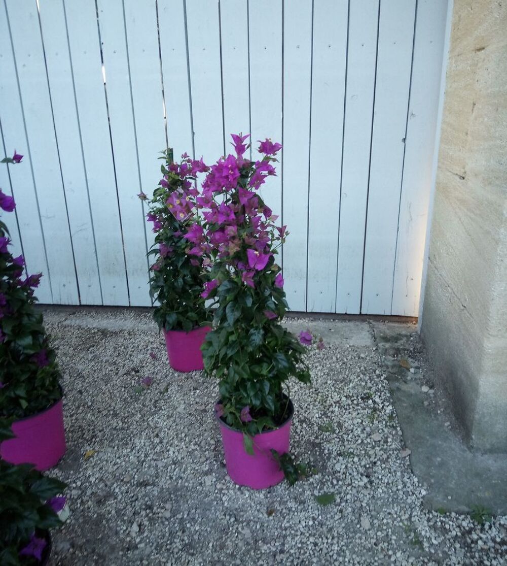 5 Raisons de choisir le bougainvillier avec ses belles fleur Jardin