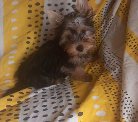 chiot male yorkshire 600 65130 Castillon