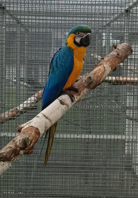 Perroquet Ara Ararauna femelle 2024 1000 67470 Seltz