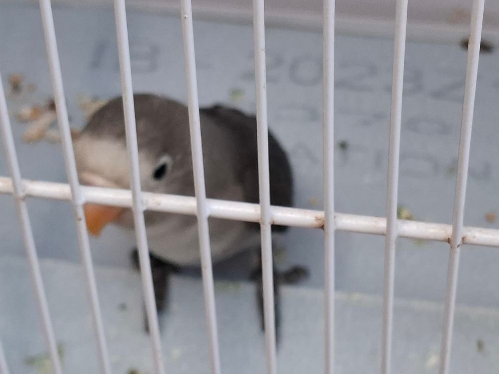   Inséparable agapornis fishers  