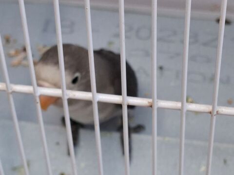 Ins&eacute;parable agapornis fishers 40 83330 Le castellet