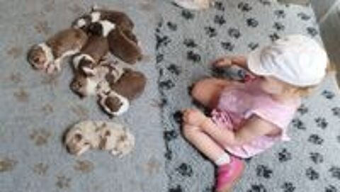   Chiots Berger australien lof 