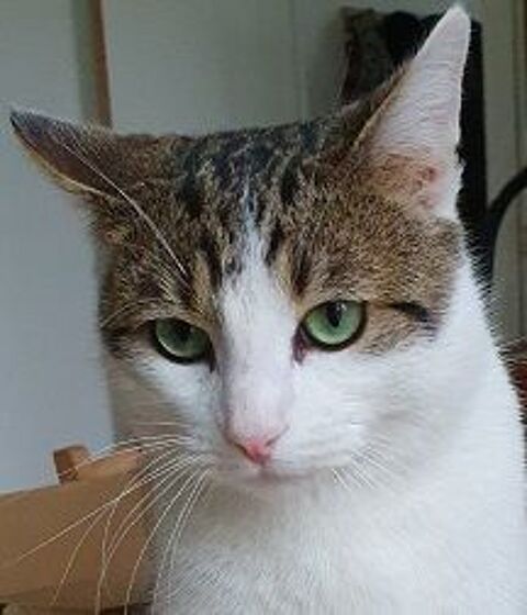 GINO CHAT TIGRE BLANC 3 ANS 1/2 195 92260 Fontenay-aux-roses