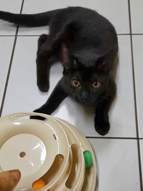 ✨️ WINNA ✨️ 🐱 190 94000 Cr�teil