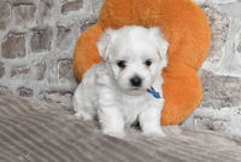   A RESERVER CHIOTS BICHON MALTAIS NON LOF 