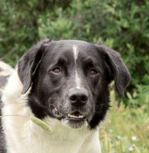 SALVA 320 27620 Gasny