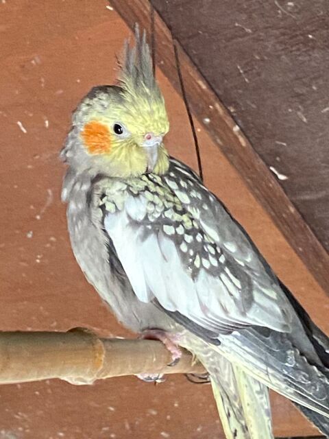 Kalopsittes 25 91690 Arrancourt