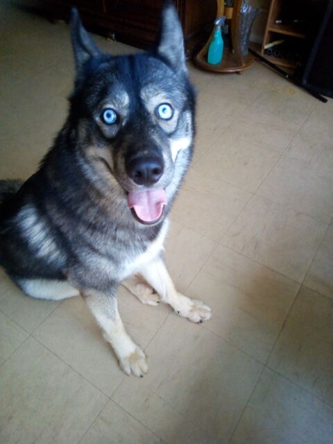 CHIEN 1 an husky 0 29000 Quimper