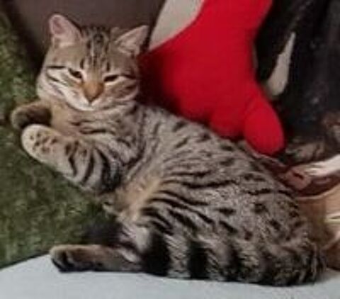   Nala (4 ans) disparue le 01/07/26 à Argenteuil 95100 
