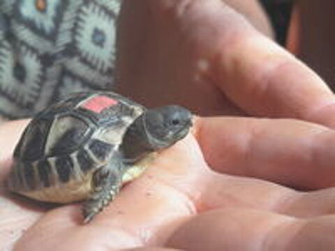   Petites tortues herman 