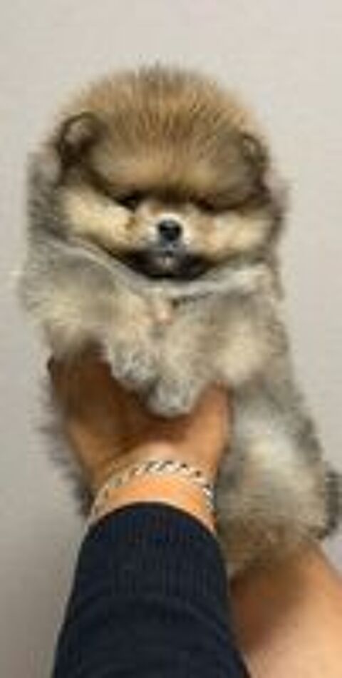   2 Magnifiques chiots Poméranien LOF disponibles 
