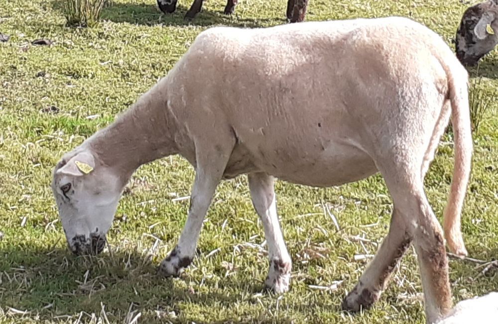   Mouton femelle texel  