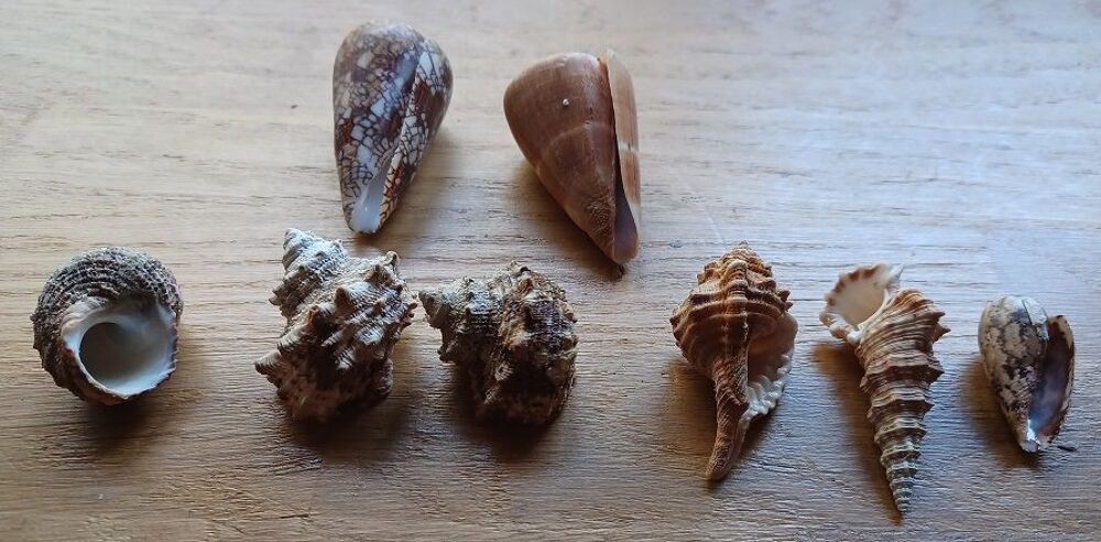 Lot de huit coquillages(Djibouti) 