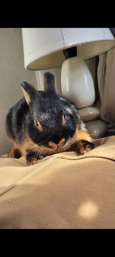 lapin nain  30 50220 Marcilly