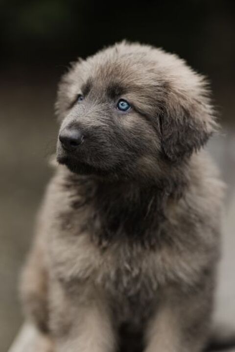 Brume (berger allemand ancien type, couleur rare) 2375 17170 Cour�on