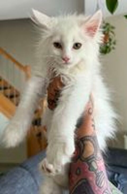   Magnifique chatons Maine Coon polydactiles pp à réserver  