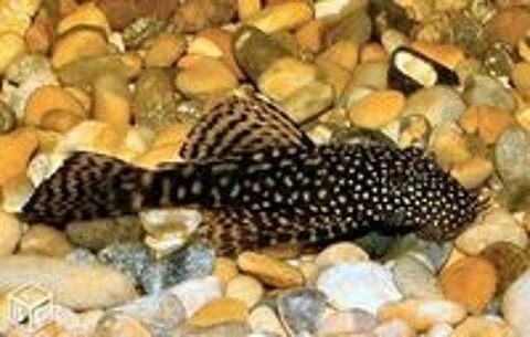   ANCISTRUS (Nettoyeur de vitres) 