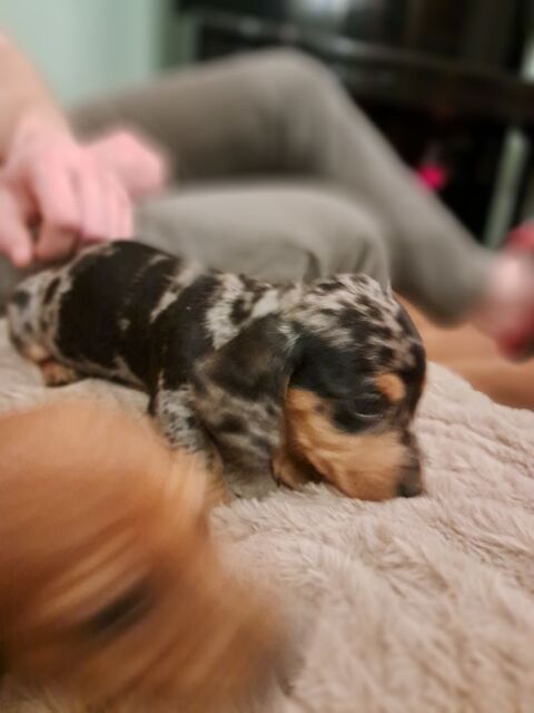 Teckel nain 1200 03120 Isserpent