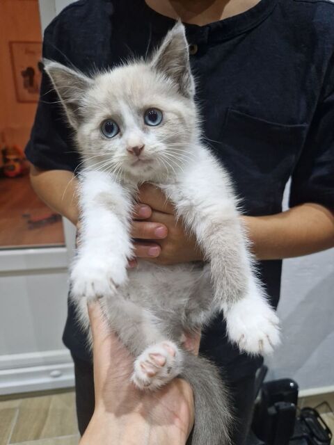 Chaton 0 93370 Montfermeil