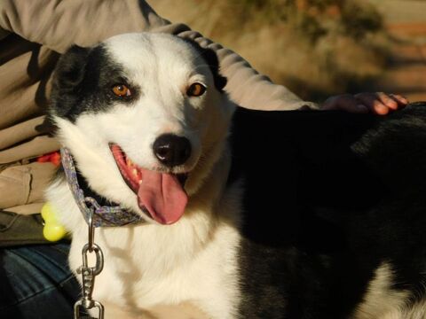 LETA 5 ans, chienne douce et affectueuse 315 24140 Douville