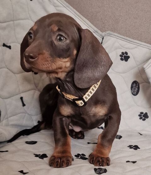 Teckel nain chocolat et feu 1500 67000 Strasbourg