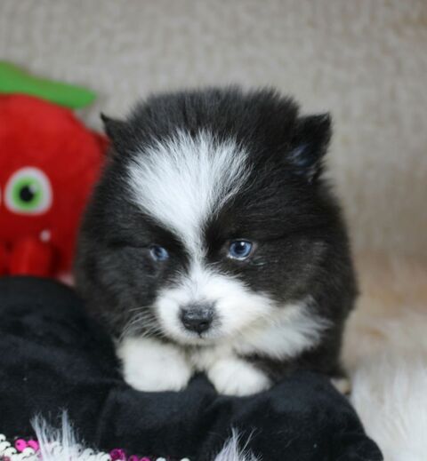 Chiots pomsky F5 toy petit gabarit 0 75001 Paris