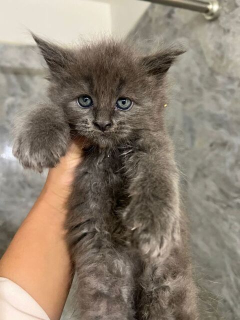 4 chatons Maine Coon non LOOF &agrave; r&eacute;server
900 83170 Rougiers