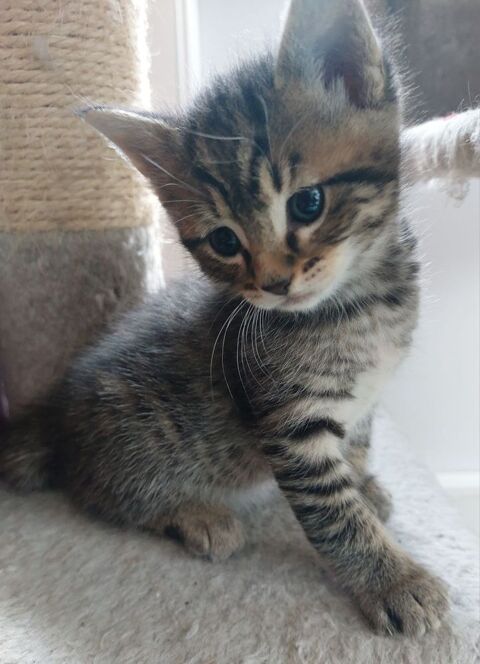 Chaton cherche famille 0 95450 Vigny