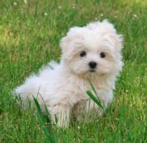   Adorable chiot bichon maltais mâle 