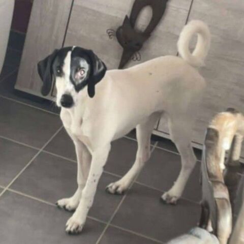 LIZZY 280 26100 Romans-sur-is�re