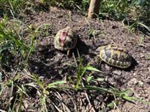   Tortues de terre  