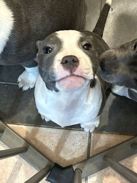 &Agrave; vendre chiots , 3 femelles, 3 m&acirc;les 1300 78280 Guyancourt