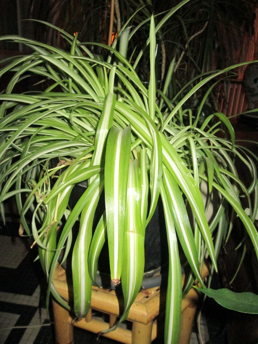 Lot 4 boutures de Chlorophytum plante verte pr&ecirc;te &agrave; planter Jardin