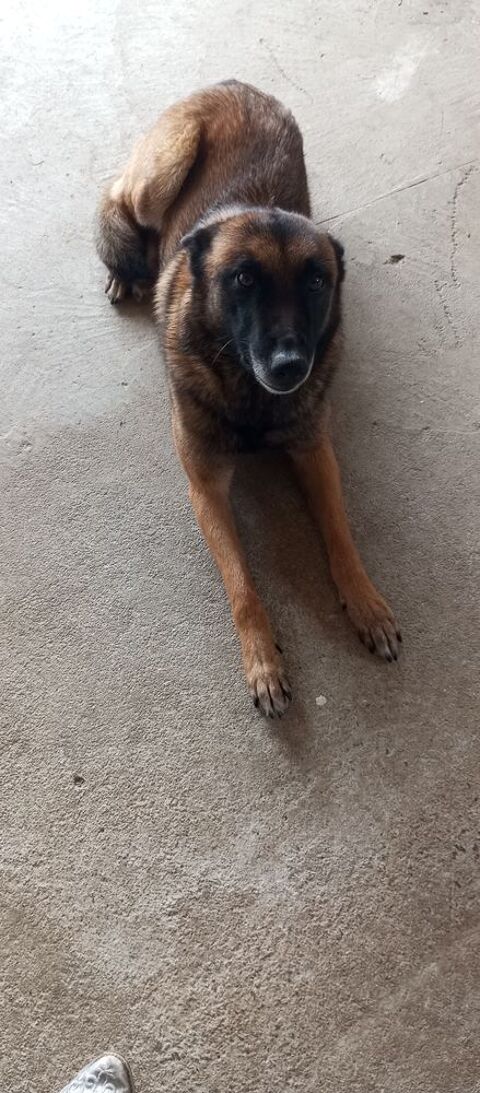 Chienne Malinoise 0 49410 Le marillais