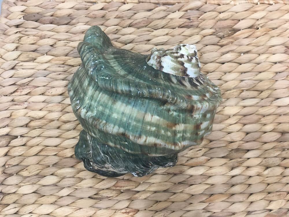 Magnifique Burgot des Antilles Décoration