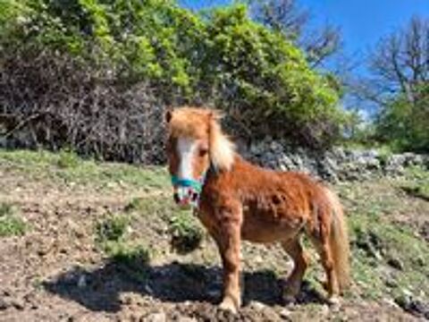   poneys 