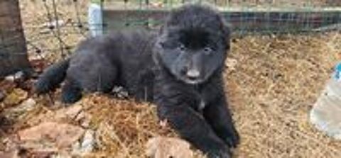  Réserver chiot BERGER BELGE GROENENDAEL NON LOF  