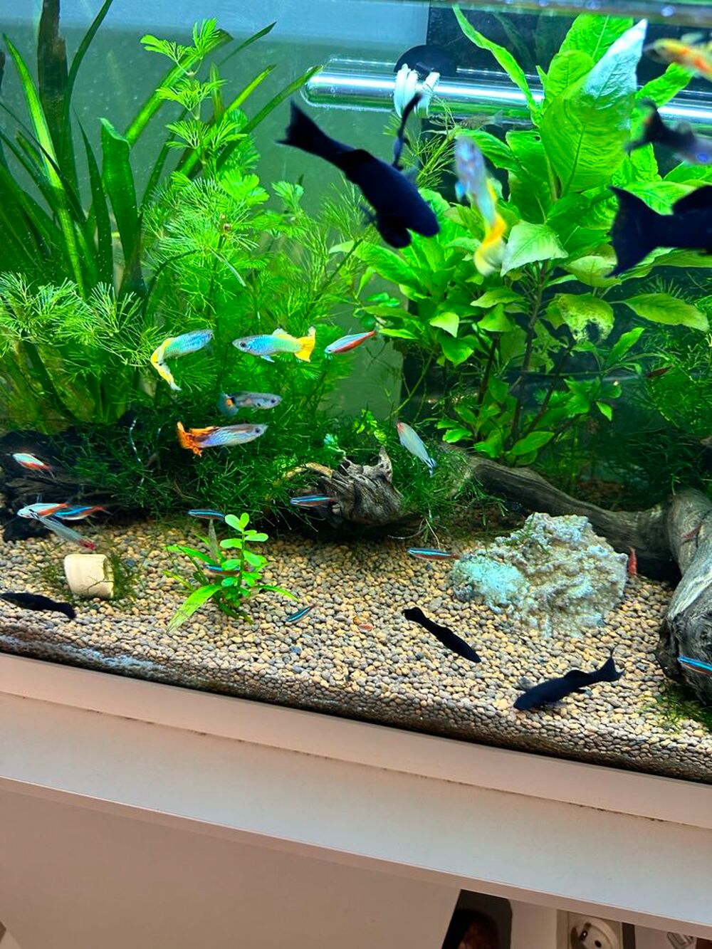 poisson, black Molly Jardin