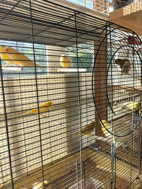 Canarie 20 17510 Villiers-couture