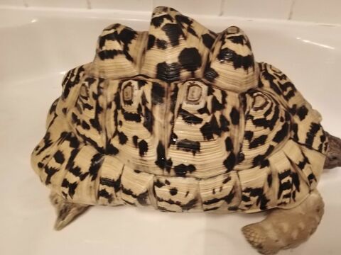2 très belles tortues 
STIGMOCHELYS PARDALIS
AVEC  PAPIERS 1000 75019 Paris