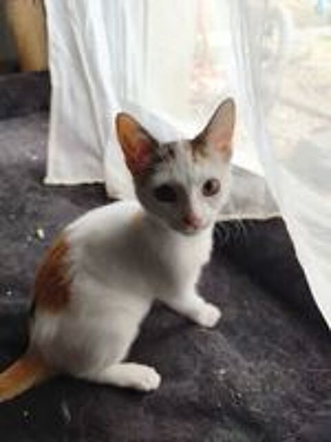   Judy jolie chatonne tricolore ok chats et chiens 