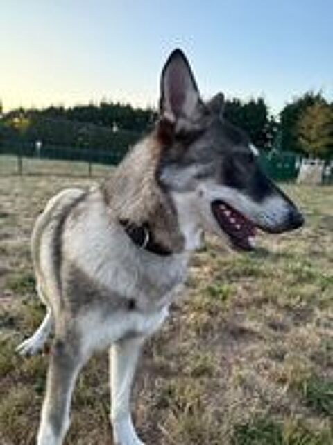   AÎKO CROISÉ YUSKI, CHIEN LOUP 