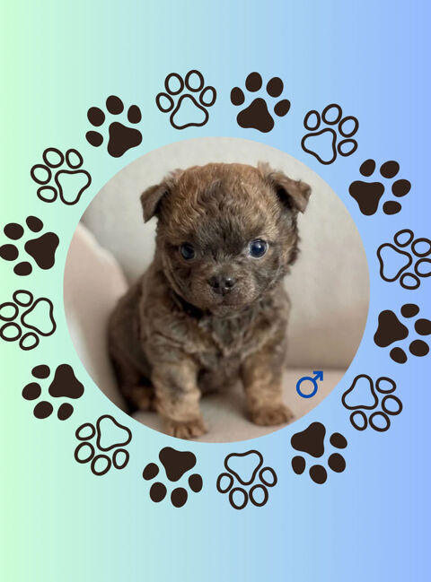 chiot mâle Merle Chihuahua poils longs 900 52400 Le chtelet-sur-meuse