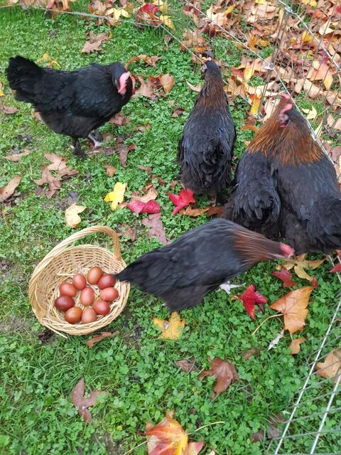 Oeuf f&eacute;cond&eacute;, poussin, poule, coq Marans / Noirans 34 77540 Courpalay