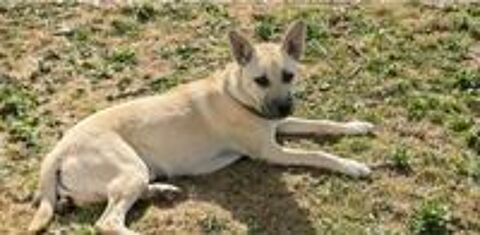   Albane chiot femelle cherche famille serieuse 