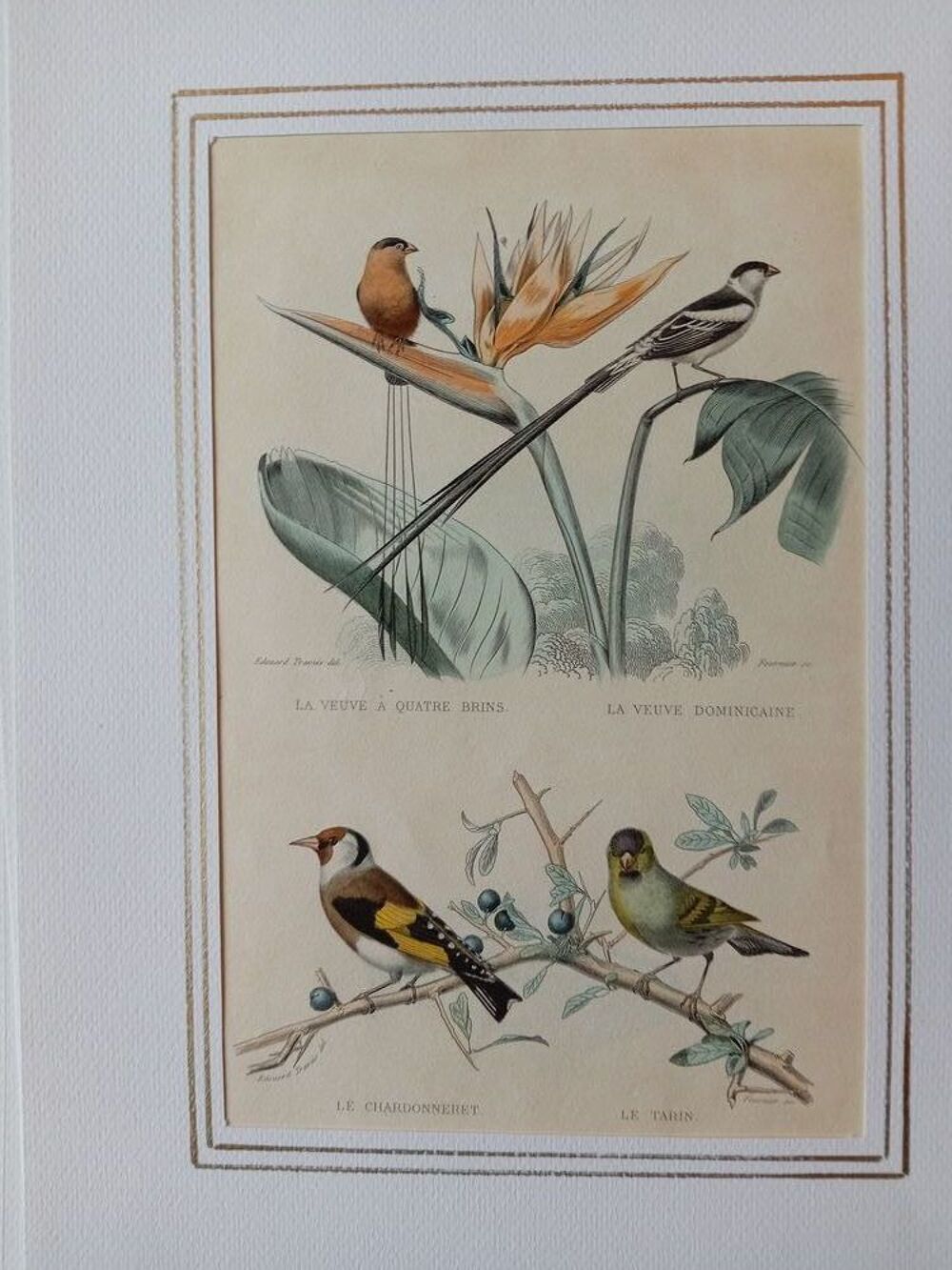 GRAVURES ORIGINALES DE BUFFON LES OISEAUX 1830 