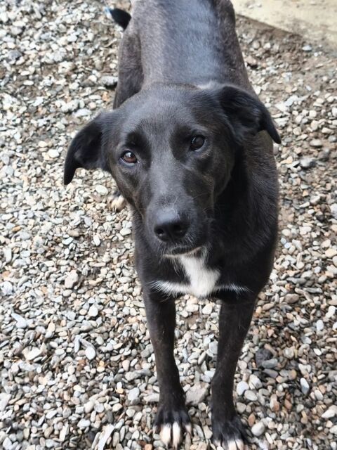 XENA actuellement en refuge en ROUMANIE 0 75018 Paris