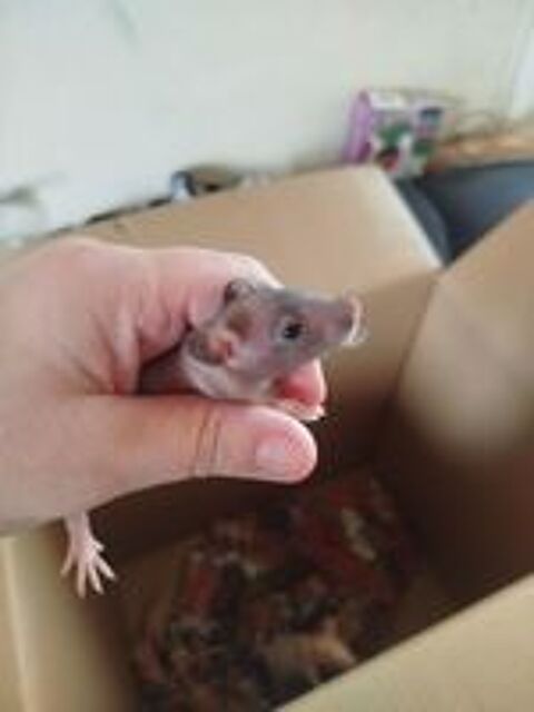   Bébés rats nu  