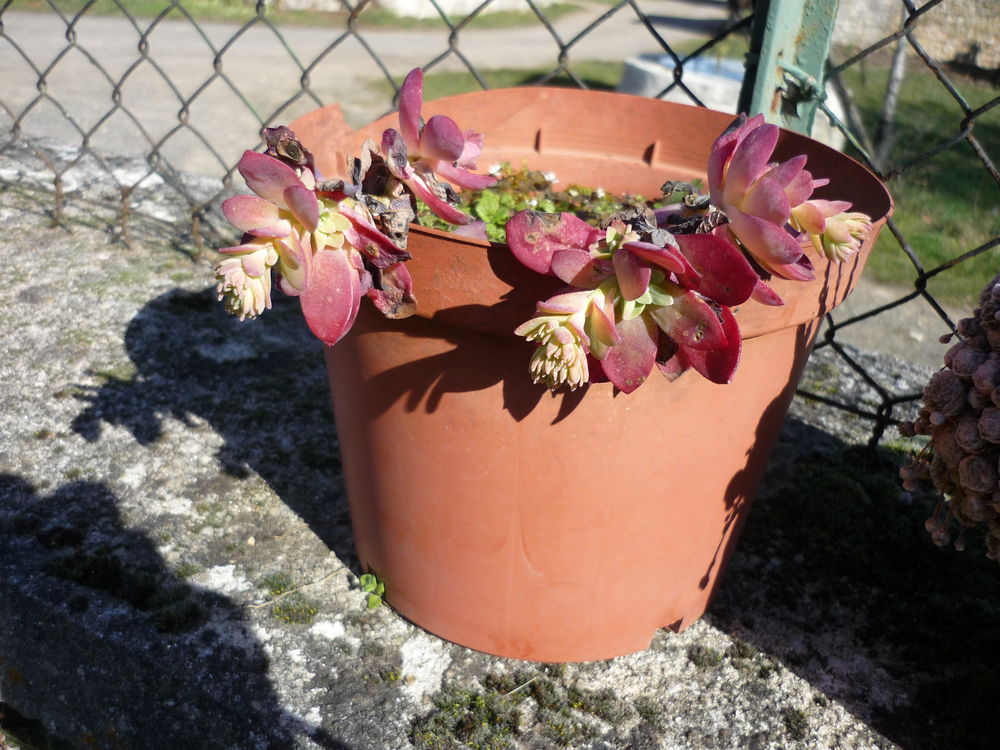 plants de joubardes,succulentes Jardin