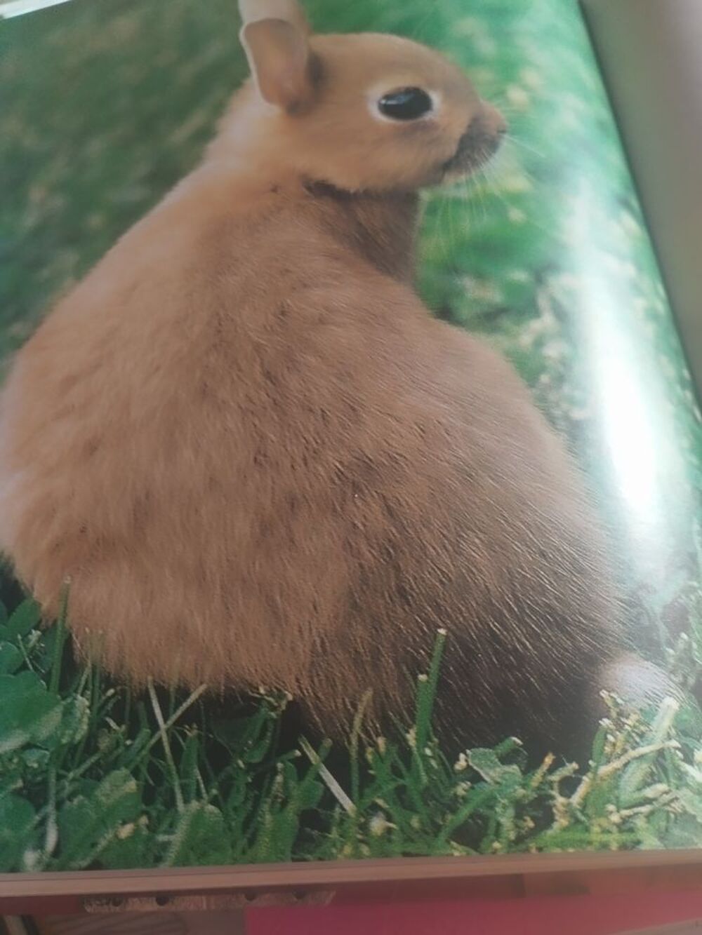   Recherche lapin nain  